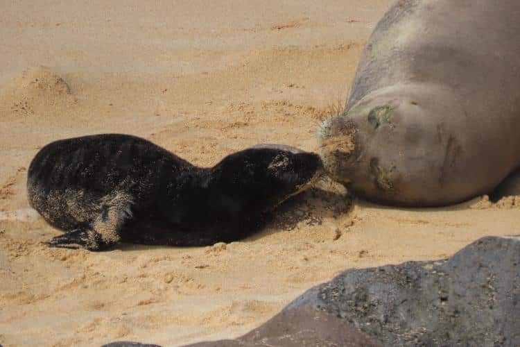 Photo 2 HI monk seal nuzzles