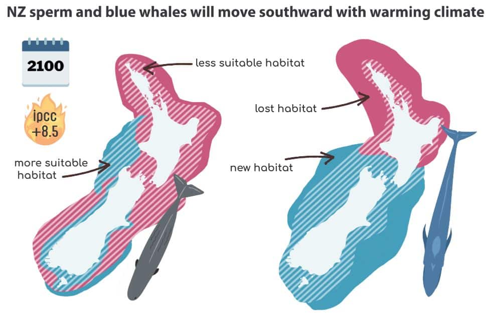 Whales Katharina Peters