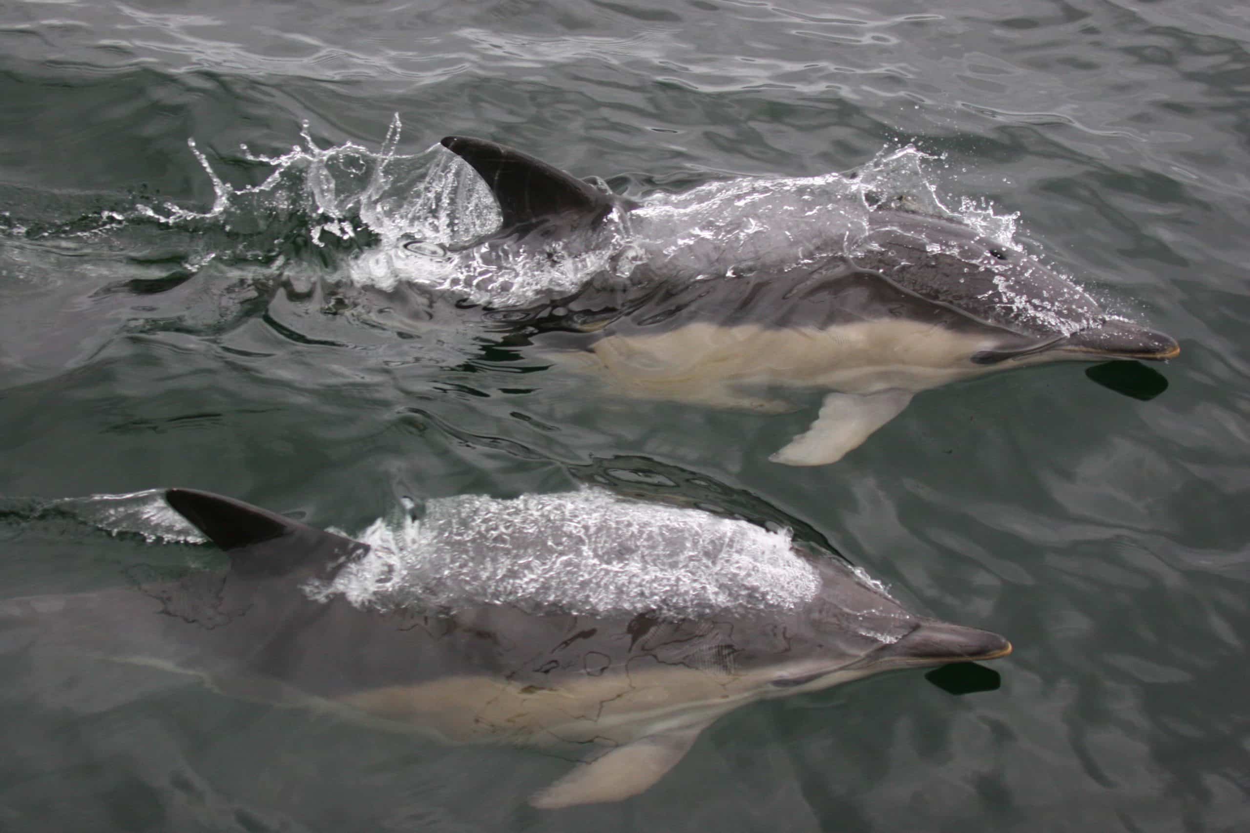 Common dolphin 3 Nienke van GeelHWDT