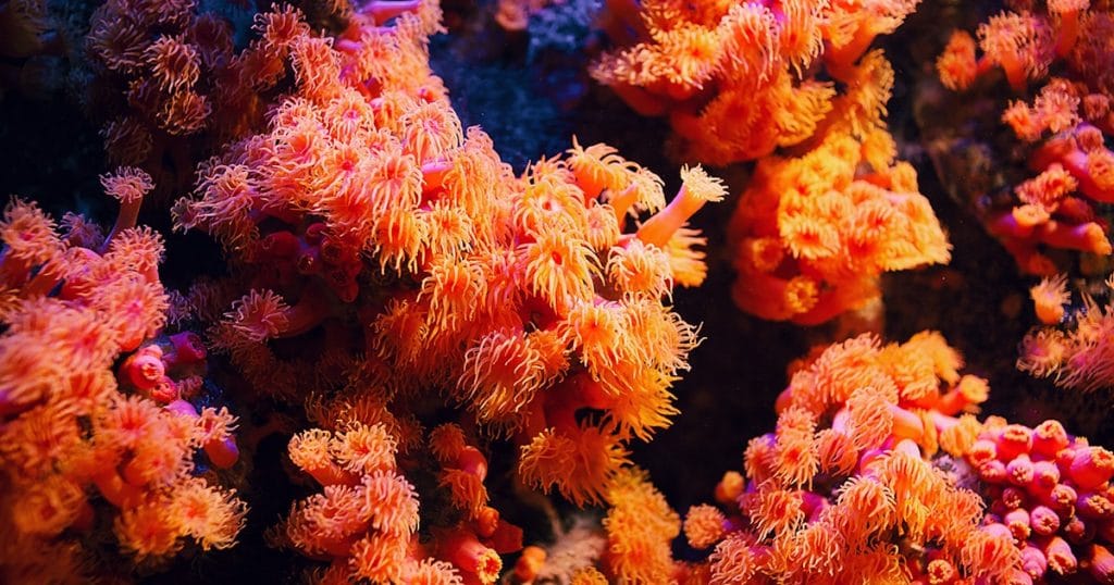 Scientists Believe Evolution Could Save Coral Reefs, If We Let It ...