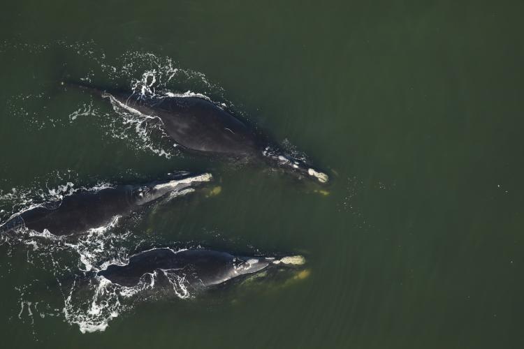 2 North Atlantic Right Whale