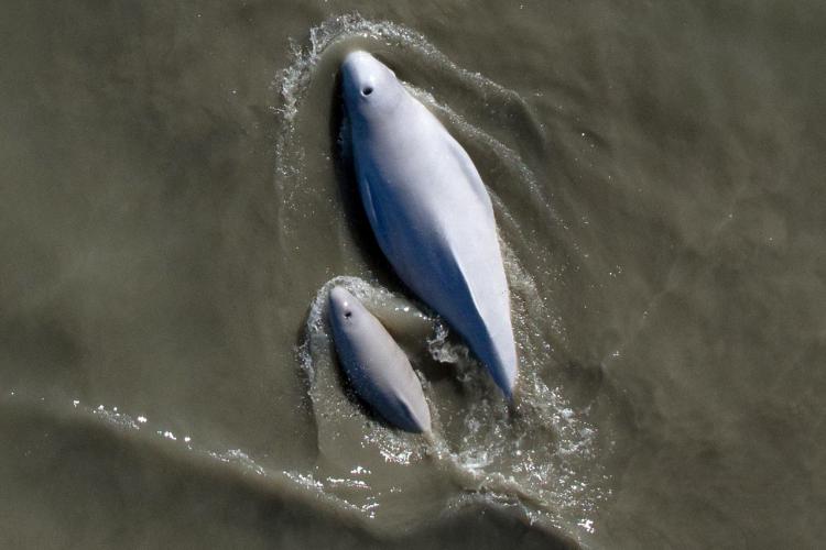 4 Cook Inlet Beluga