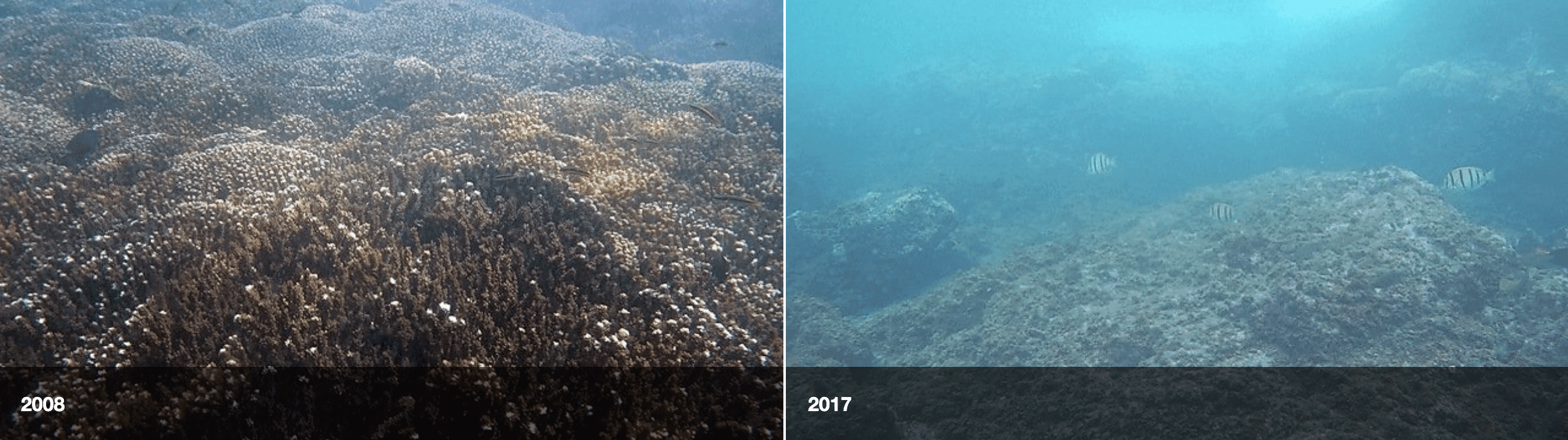 EMBED before and after coral coasta rica