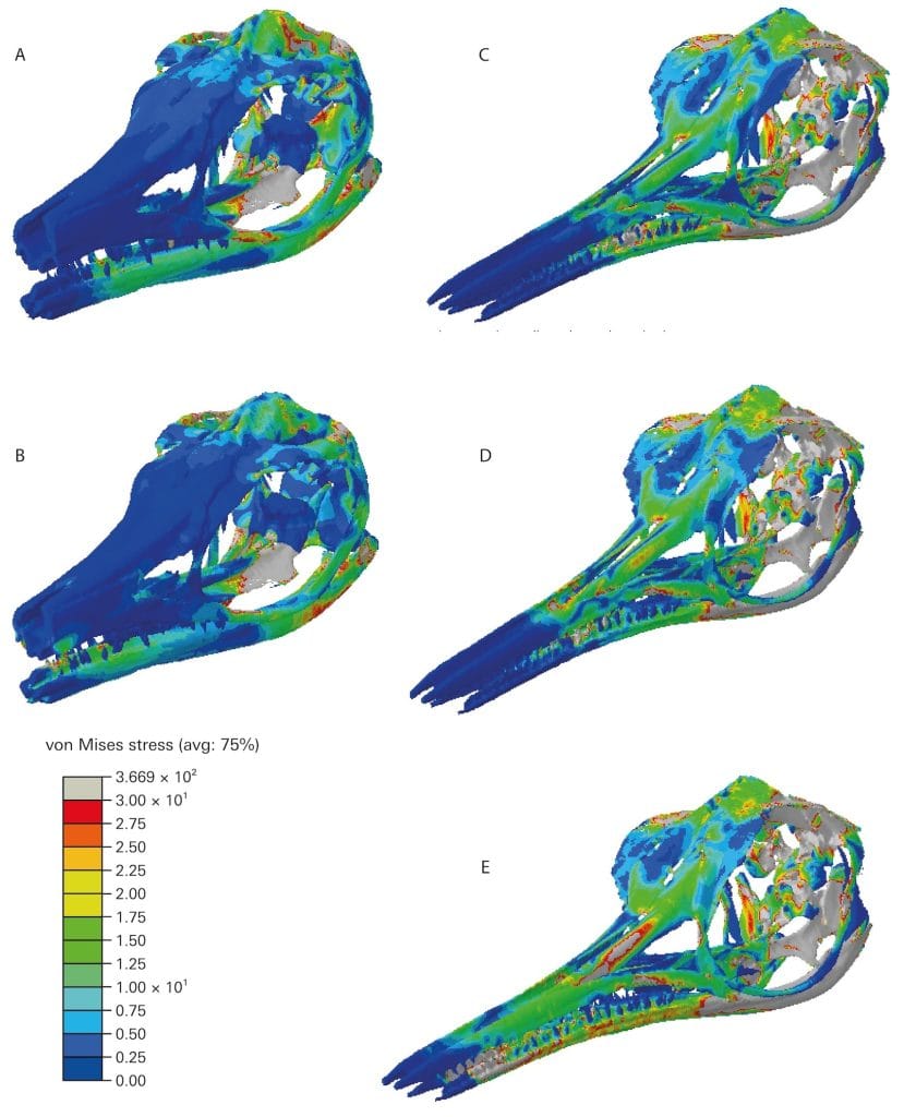 Ichthyosaurus Color Jurassic Ichthyosaurs Divided Food Resources to Co-exist, Researchers ...