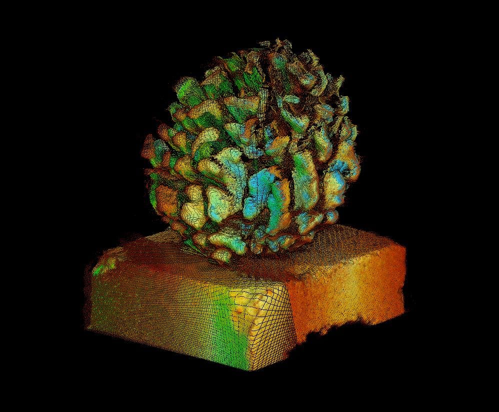 3 Coral Analysis