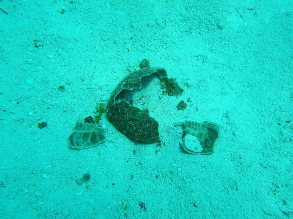 Image4