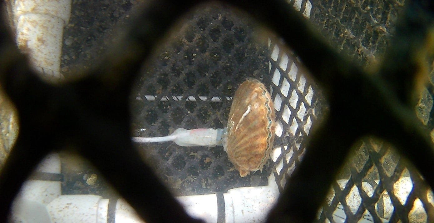 2 ScallopsHeartbeat