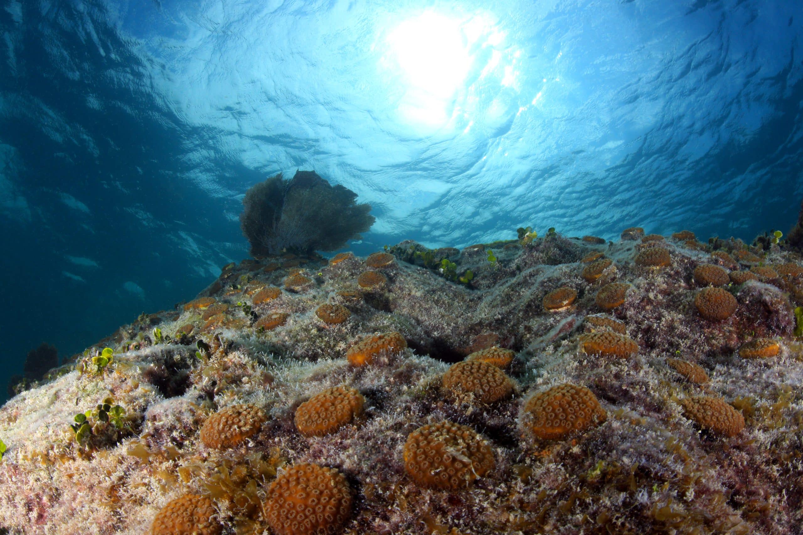 Image2
