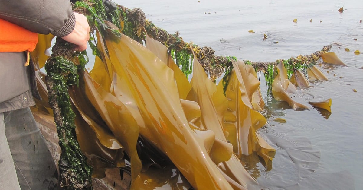 KelpFarming