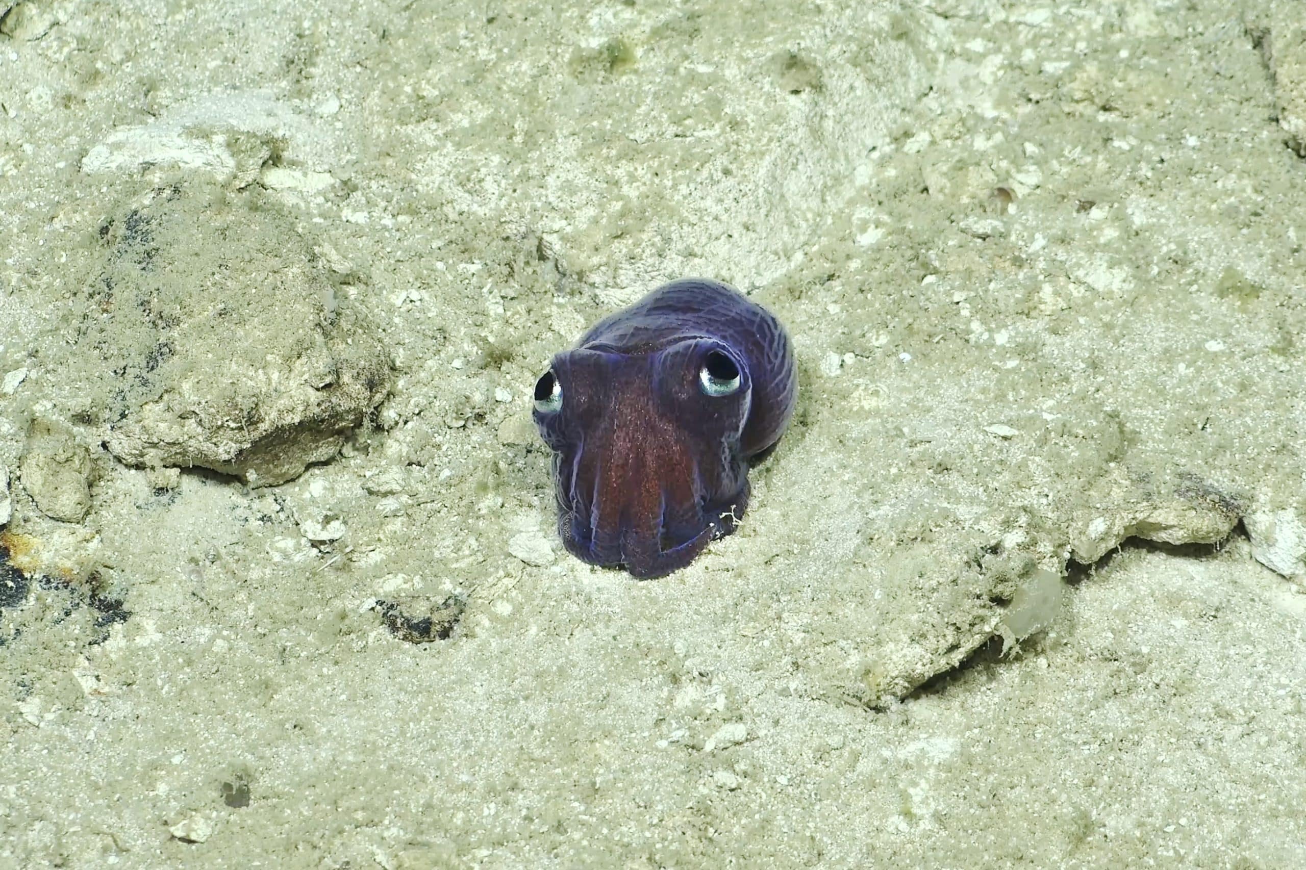 Dive513 20230425T202049Z StubbySquid