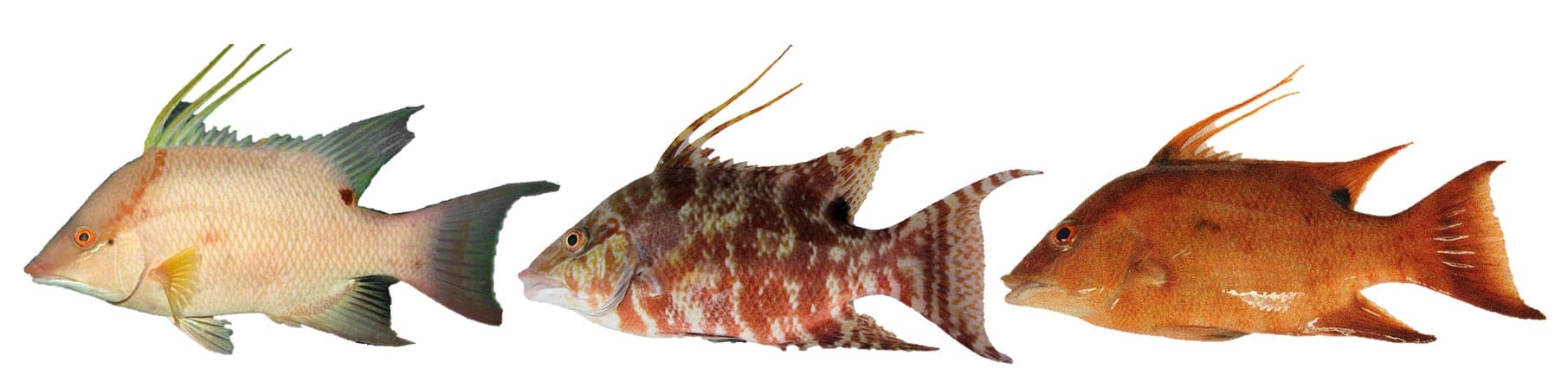 Image2 morphs 1