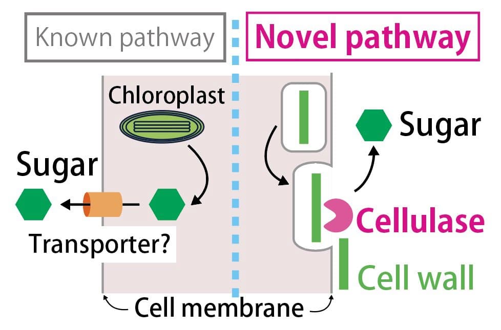 Image2 102 researchers unearth new process algae pass nurtirients to coral host fig1