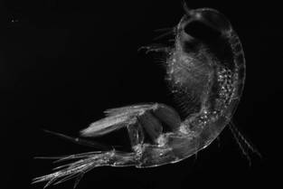 Image2 csm 202308xx Zooplankton001 BarbaraNiehoff bec0c3471e