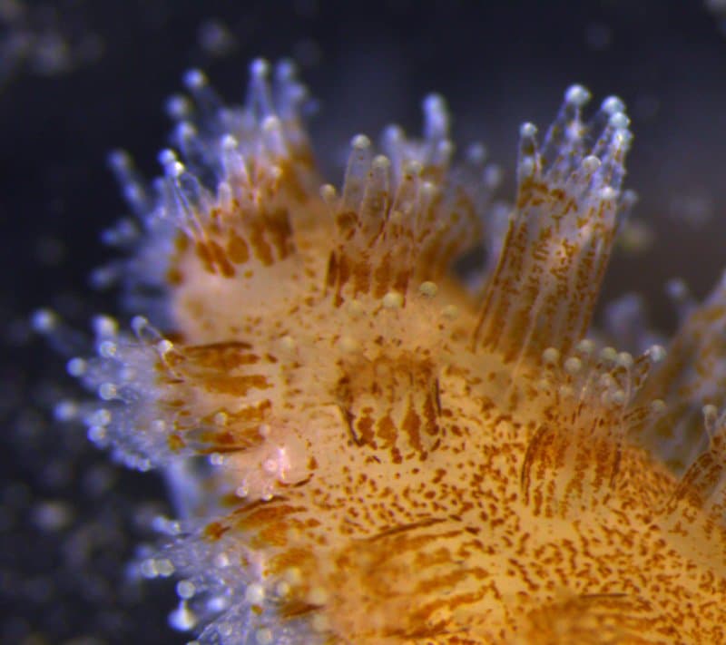Image3 102 researchers unearth new process algae pass nurtirients to coral host fig2