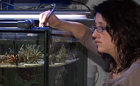 Image3 Dr Cecilia D Angelo propogating corals Credit Wiedenmann DAngelo University of Southampton