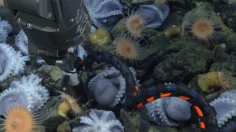 Image3 Octopus Garden water sensor D1318 01 1150 768x432
