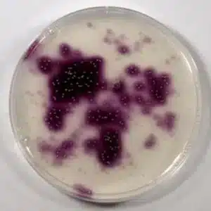 news 081623 mitochondria 0
