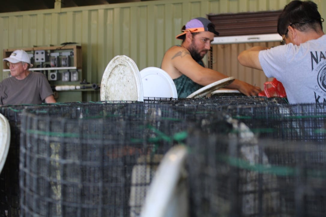 Cajski Molii Oyster Work