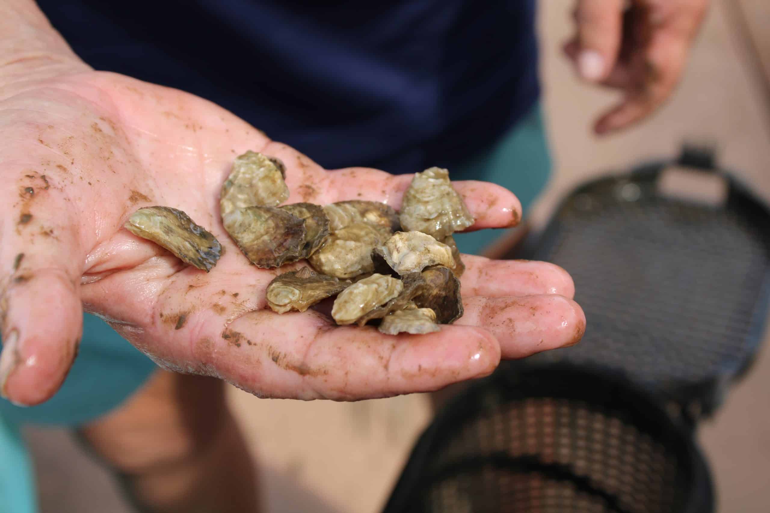 Cajski Waikalua Oysters