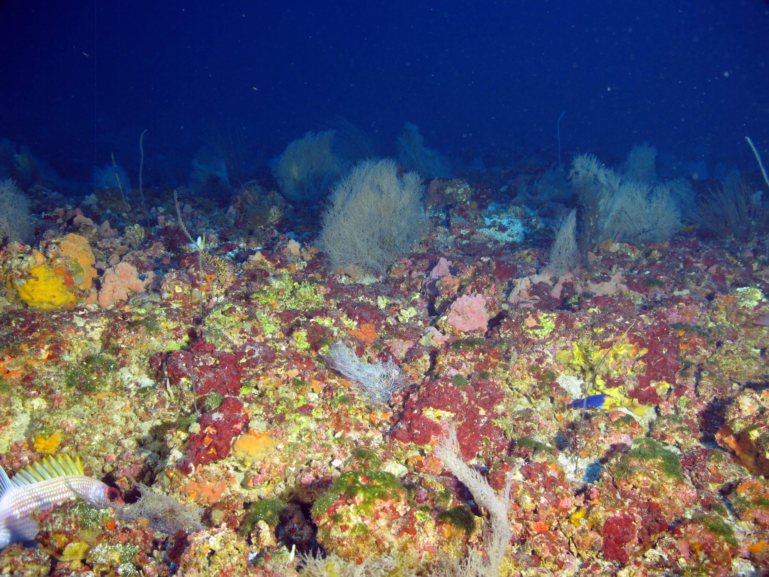 Copy of Dive370028 15 13 37 ps