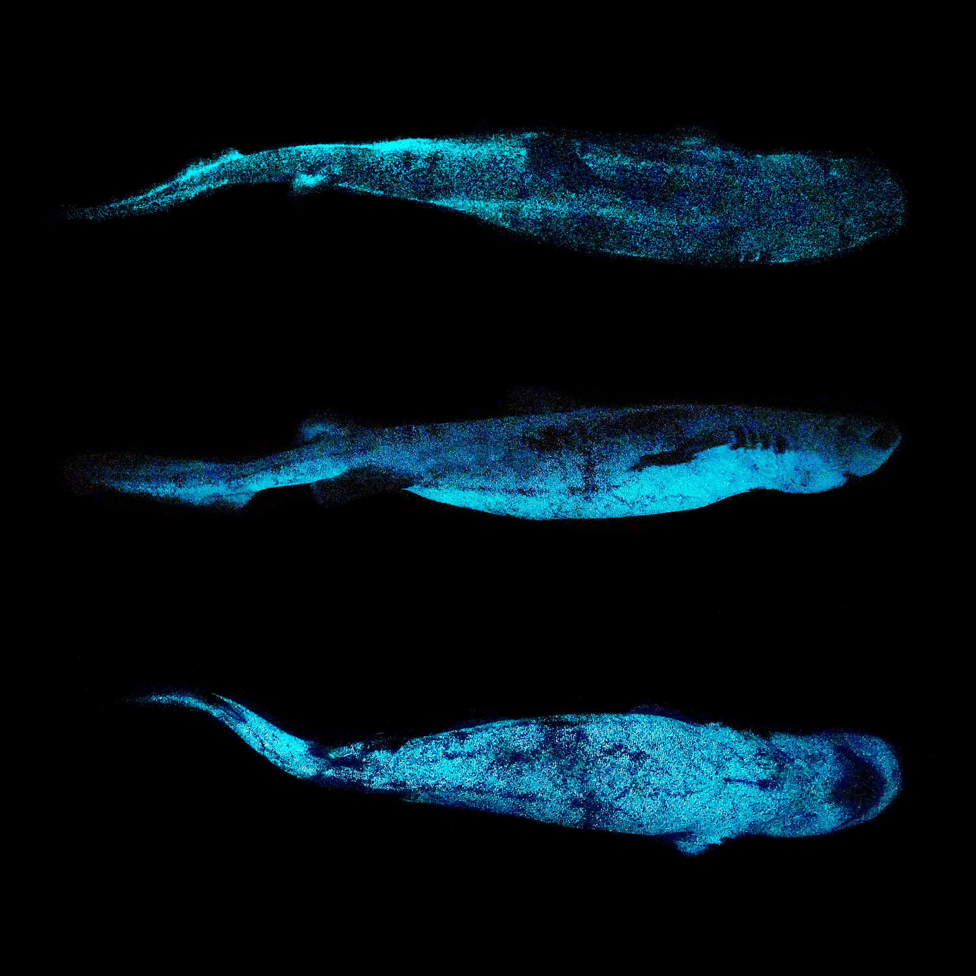 Dalatias licha luminescence JMallefet