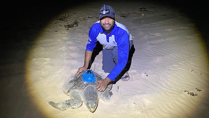 Image2 CopyrightAIMS credit Michele Thums Tiwi Islands Vinay tagging olive ridley 706x398