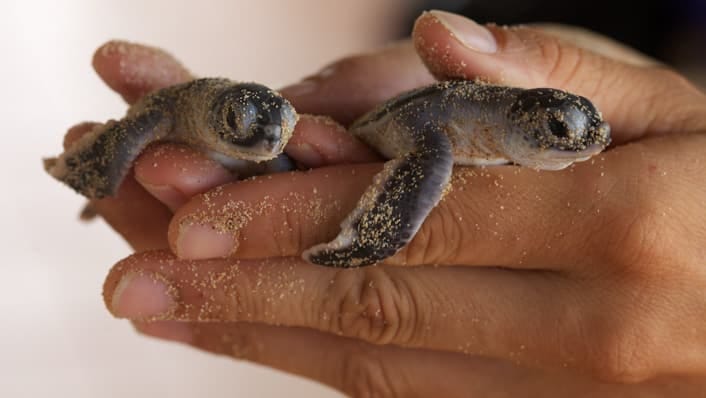 Image3 green turtle hatchlings credit joan costa
