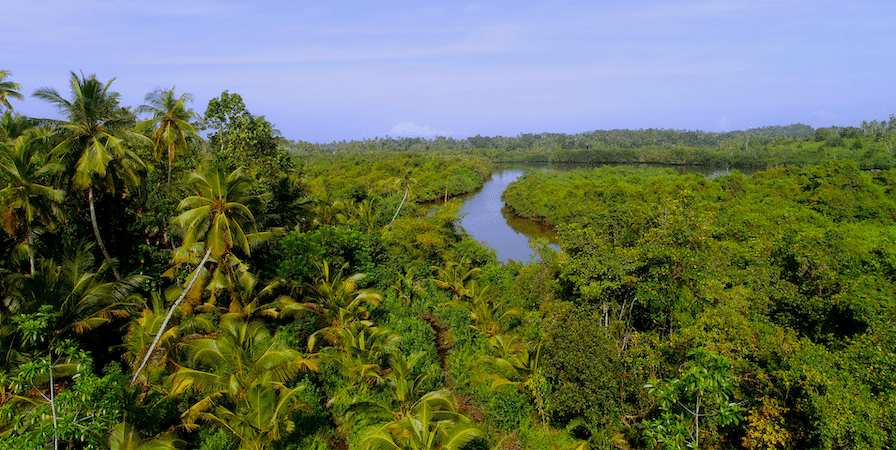 MANGROVES 1