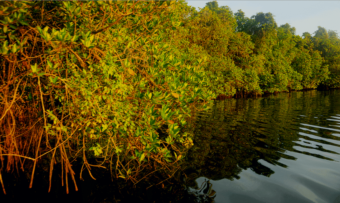 MANGROVES 2