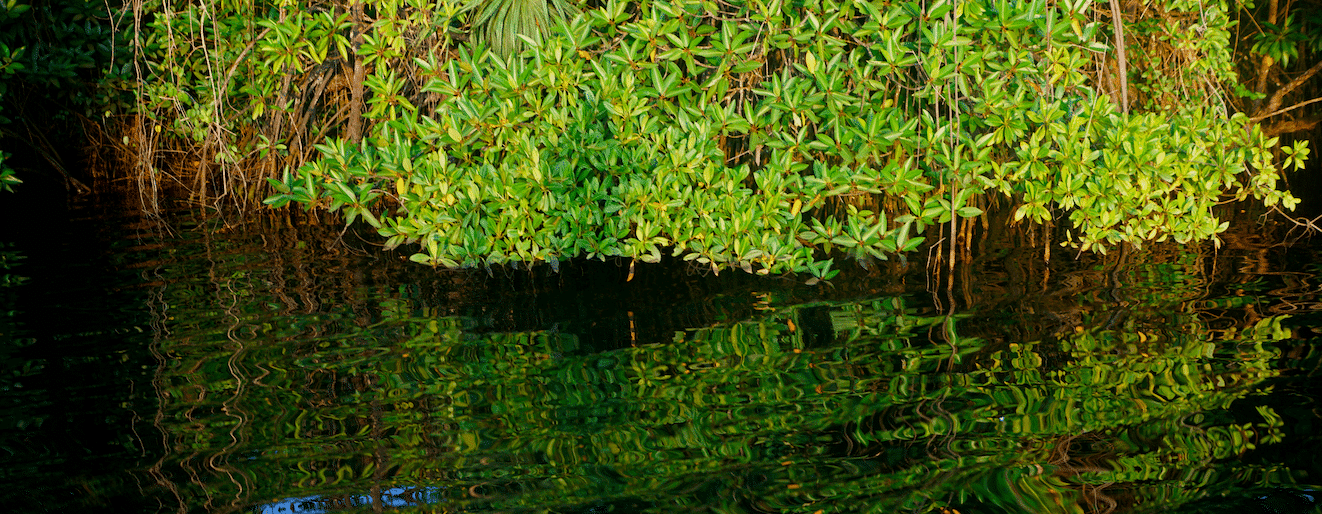 MANGROVES 3