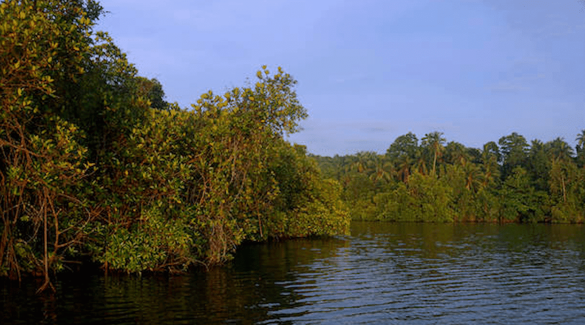 MANGROVES 4