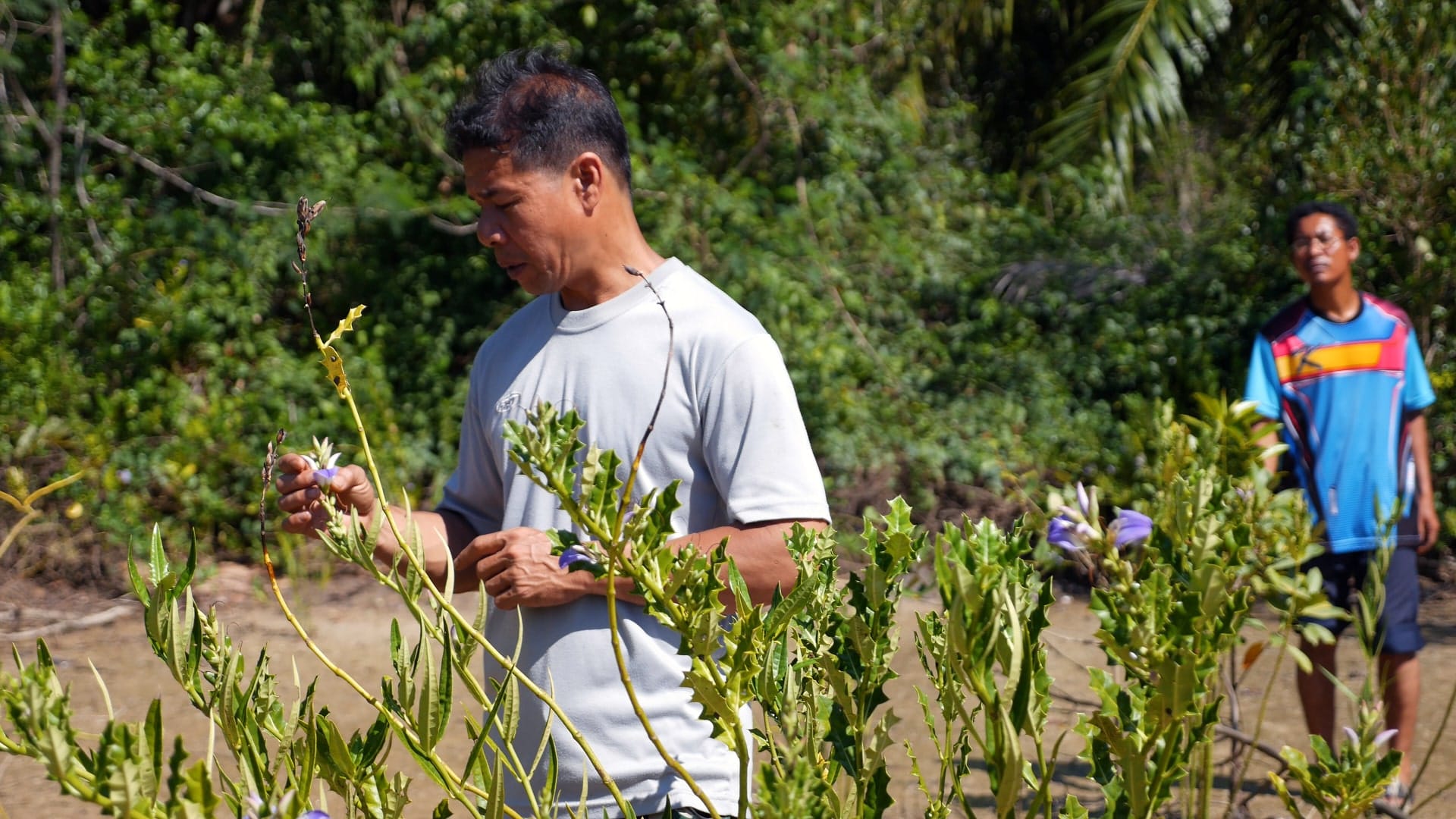 Observing natural systems during mangrove restoration Leo Thom