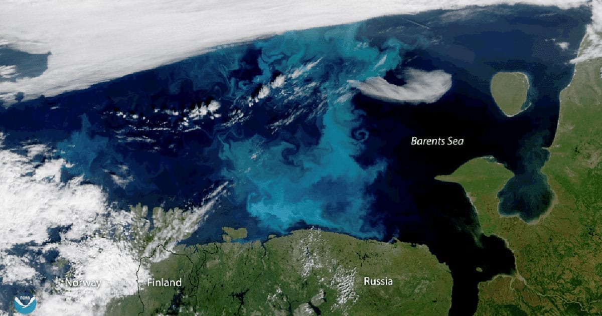 image3 phytoplankton bloom2