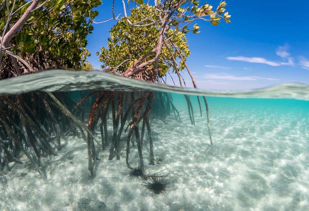 mangroves