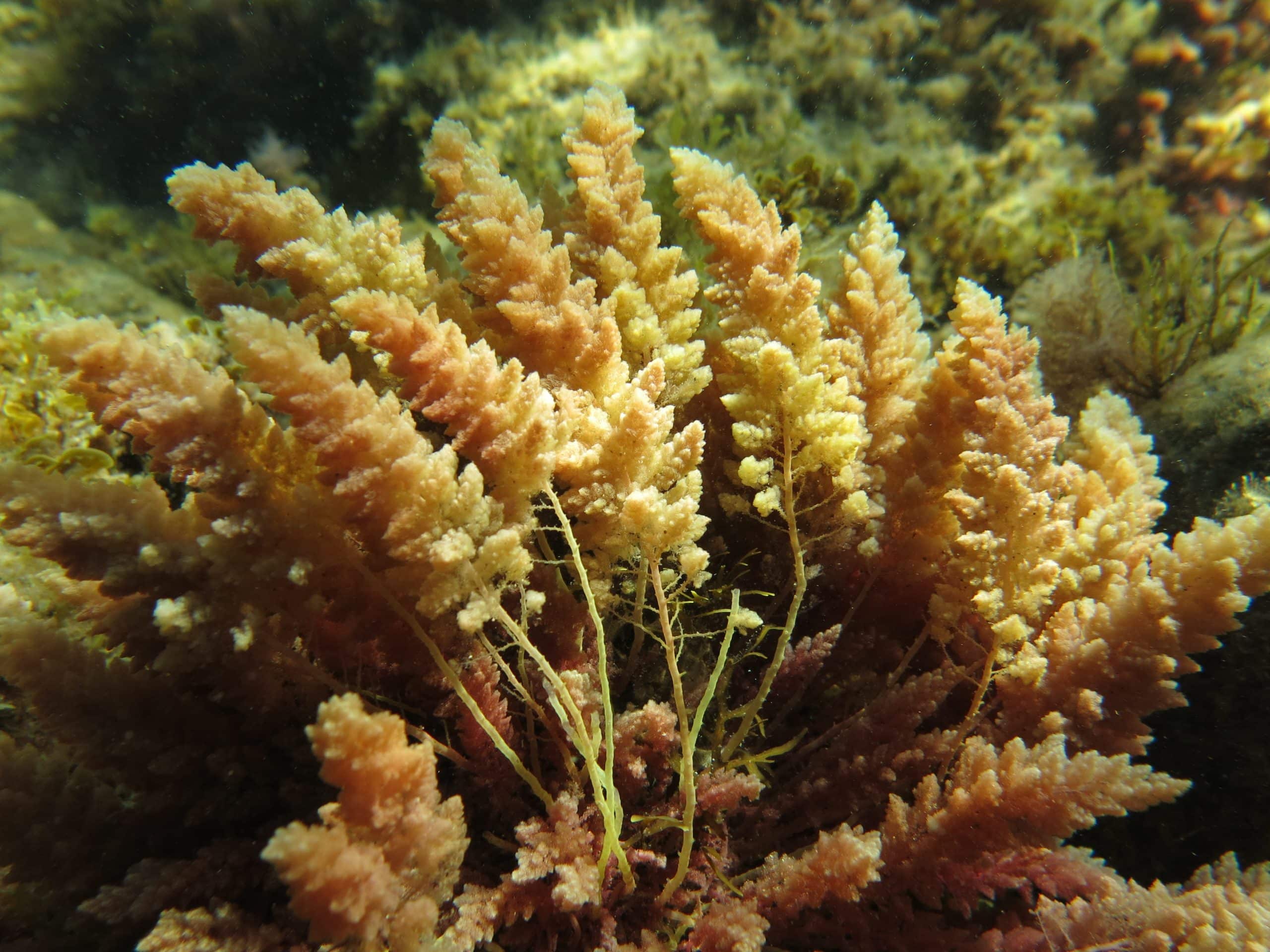 siocomm A JenSmithSeaweed2019 11