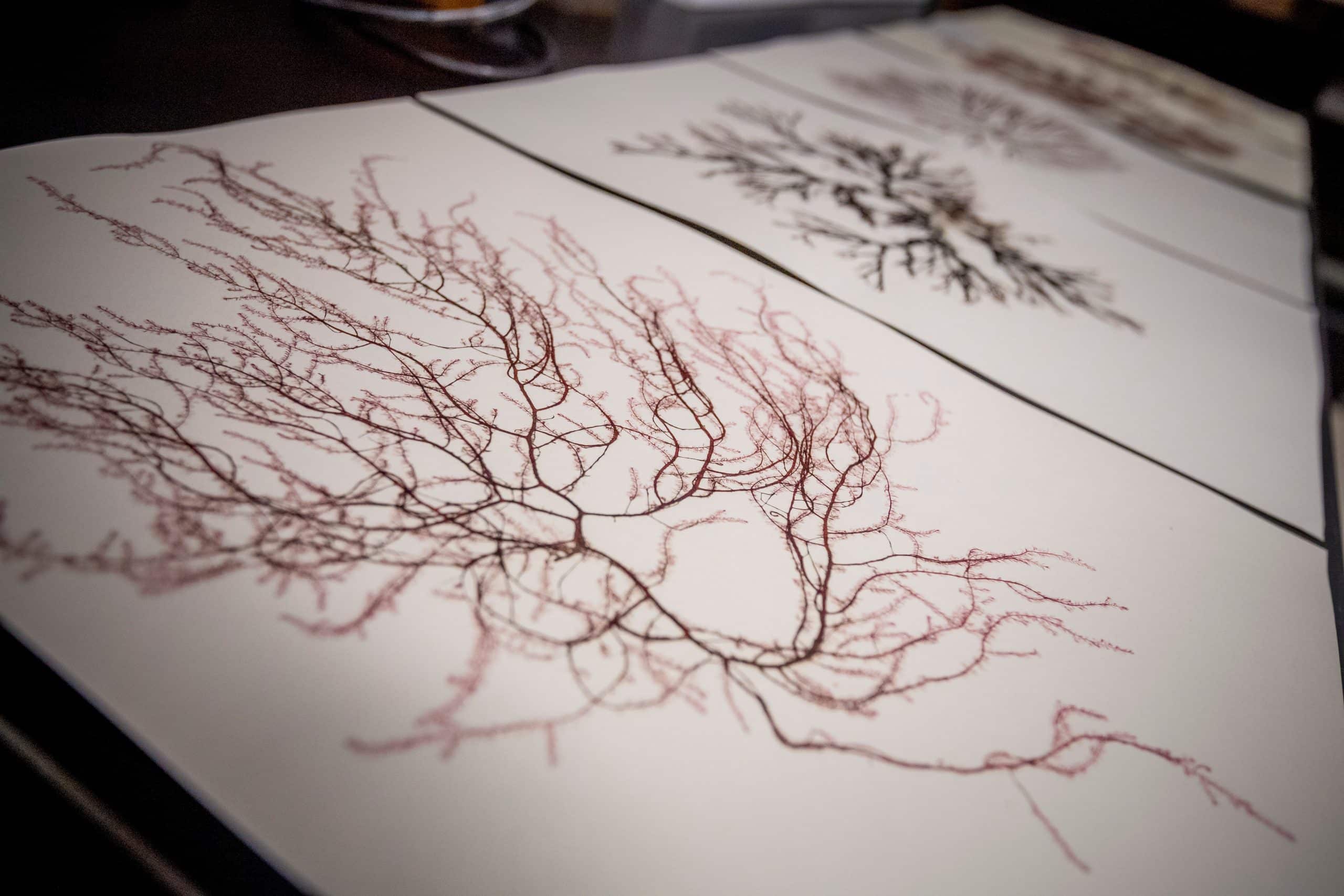 siocomm A JenSmithSeaweed2019 7
