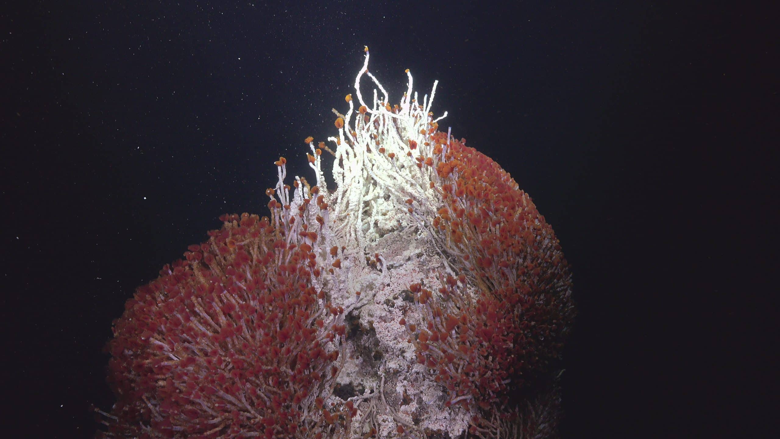 FK210922 Dive467 20211024 tubeworms 1721