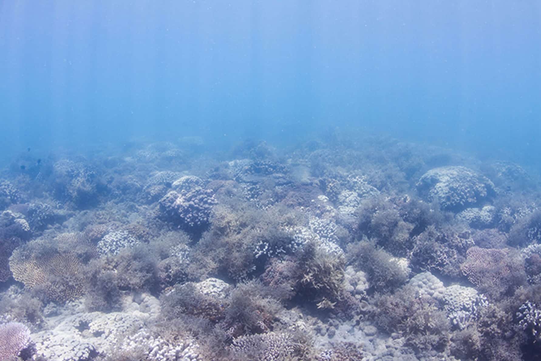 Image2 Eutrophied coral on GBR credit Ashly McMahon low res
