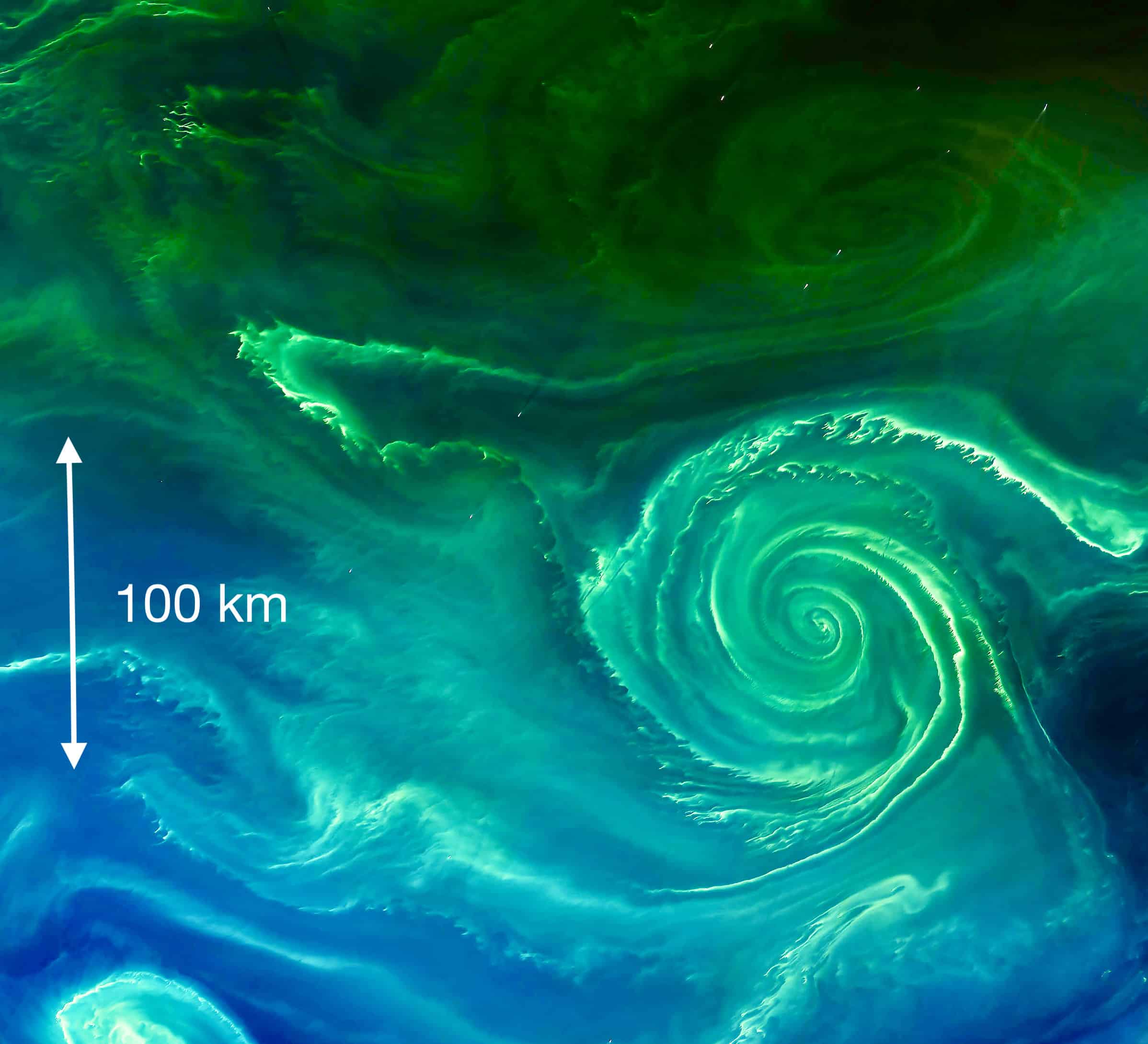 Phytoplankton blooms observed by the Aqua MODIS and Landsat 8 OLI satellites on July 23, 2018. Credit: NASA