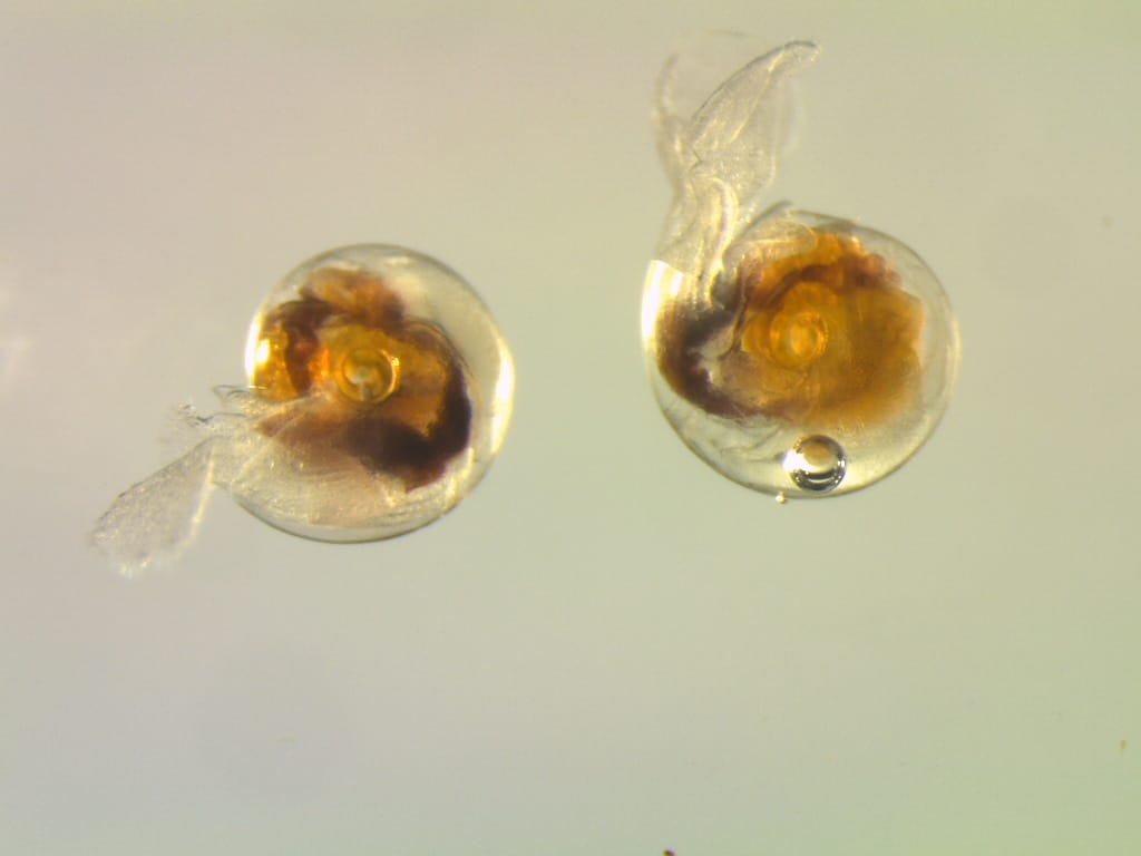 Limacina copyright Snorre Flo