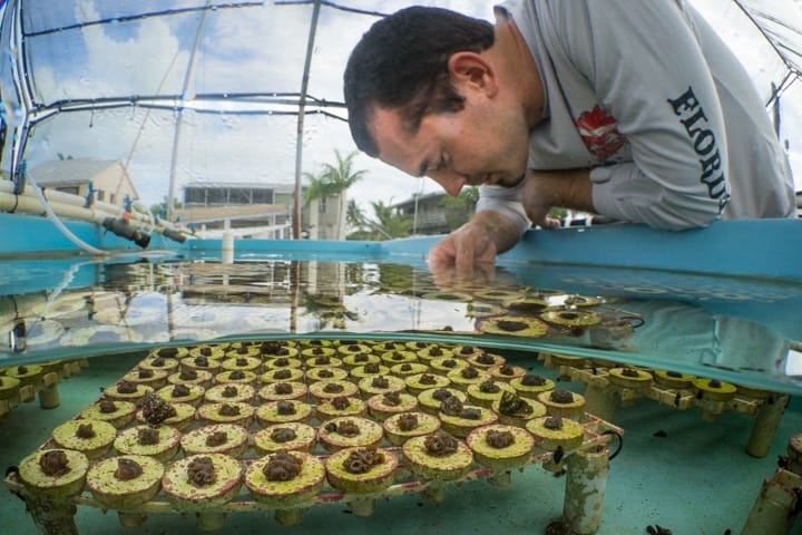 Project manager and marine biologist, Chris Page inspects fragments of mountainous star coral (Orbicella faveolata) that were microfragmented just a few weeks before.
