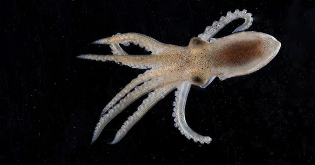 Study Pinpoints Cold Adaptations in Nervous System of Antarctic Octopus ...