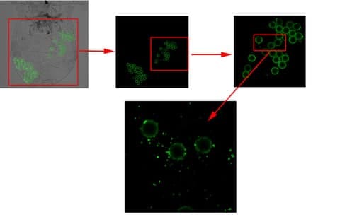 Image2 NEWS Xing Baoshan Micro nano