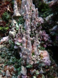 Image2 Poro pinnaculum cropped resized IMG 5229 224x300