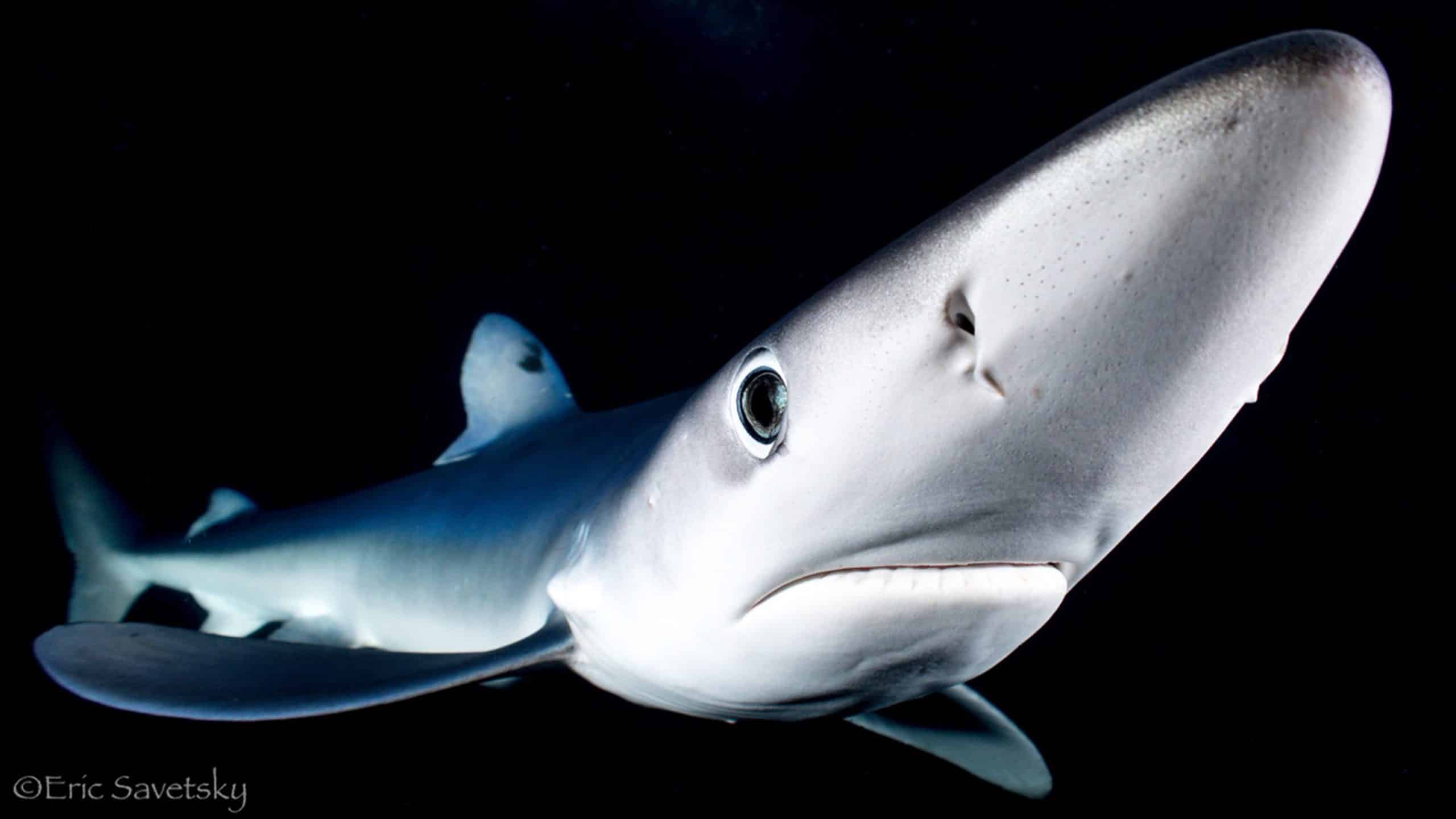 Image2 shark image CBraun Nov 2023 scaled