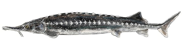 Image2 Stellate sturgeon D