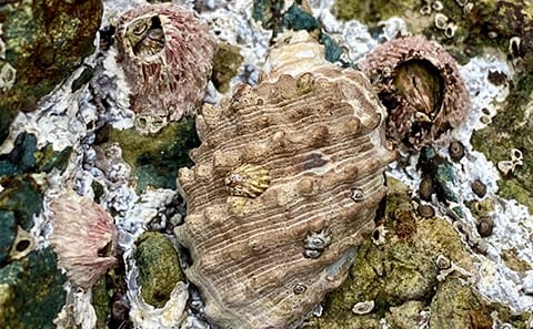 Image2 snail and barnacles web
