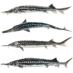 Image4 Stellate sturgeon Group transparent