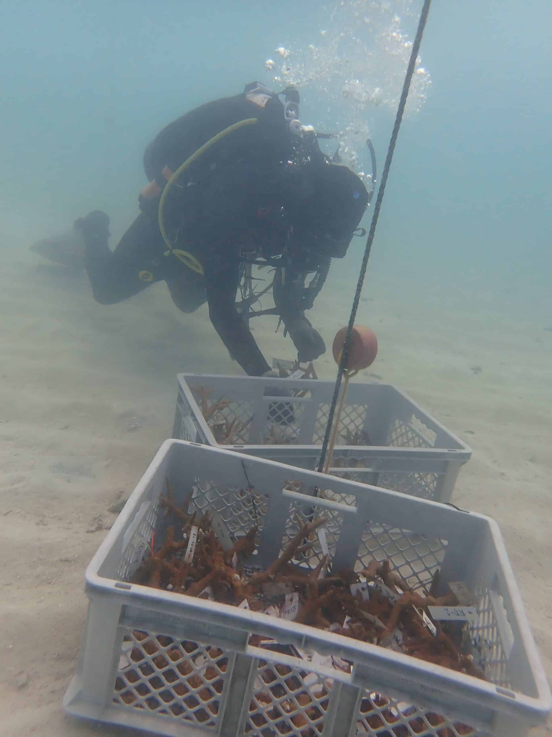 Mote grown staghorn corals being returned to its in water nurseries after they were evacuated from this summers heat event and recovered at Motes land based nurseries 1.JPG