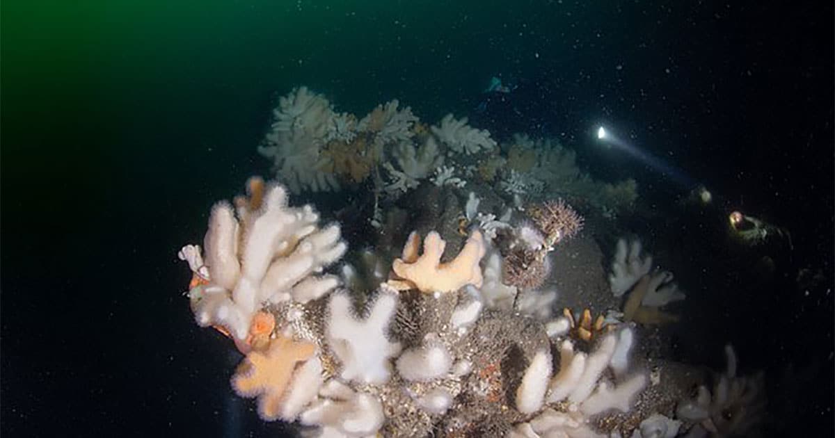 image2 The average density of marine life in areas still Credit marcusrose.gue.gue